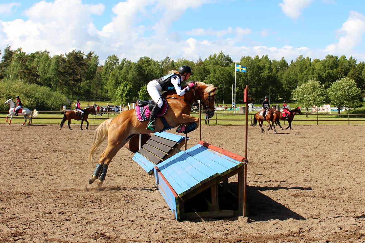 Anden særlig race Maggie Stensbæk | military A-PONY billede 14