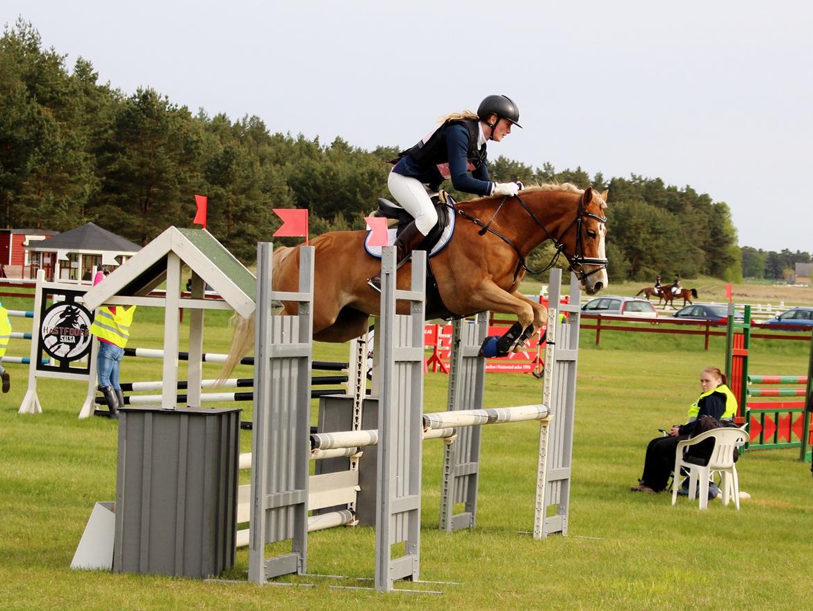 Anden særlig race Maggie Stensbæk | military A-PONY billede 8