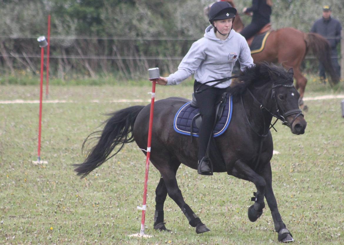 Anden særlig race Dina billede 2