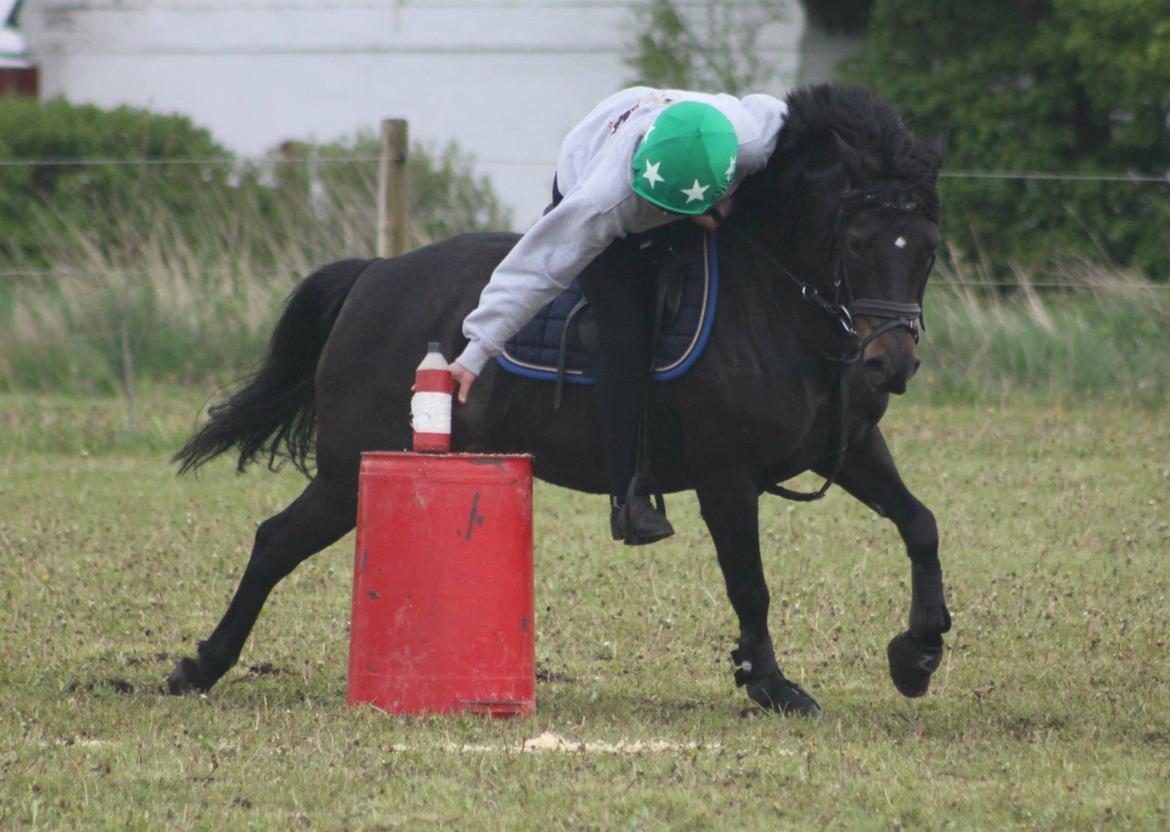 Anden særlig race Dina billede 4