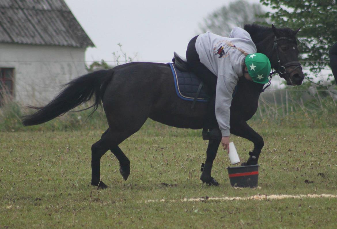 Anden særlig race Dina billede 5