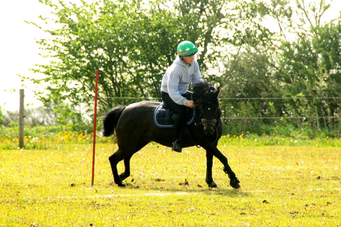 Anden særlig race Dina billede 6