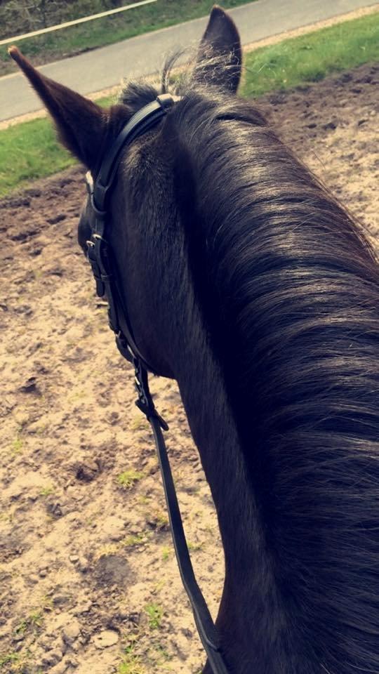 Anden særlig race Dina billede 7