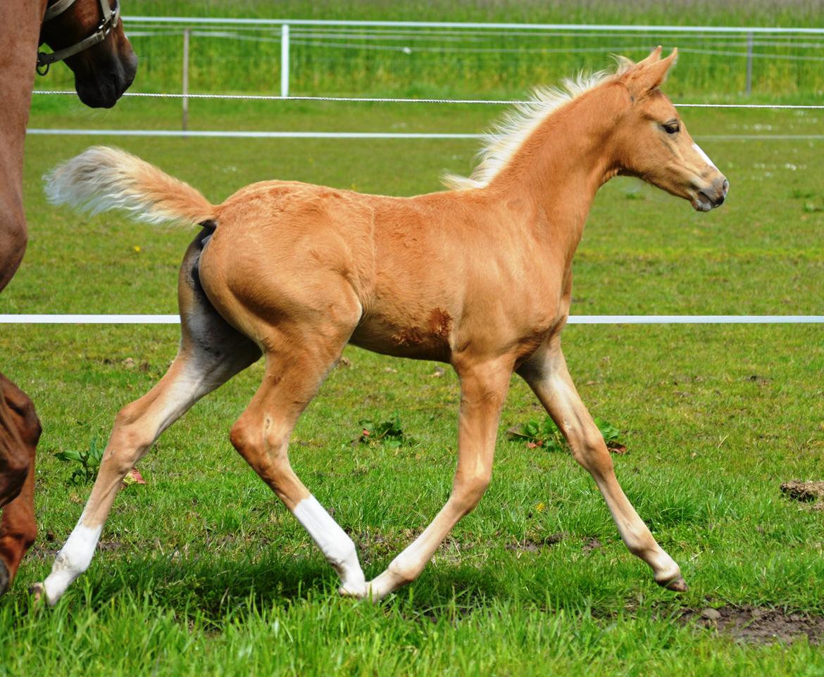 DSP Lykkebo Cayla billede 2