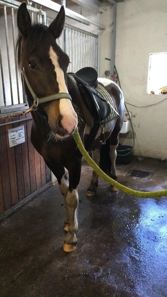 Anden særlig race Jokke billede 14