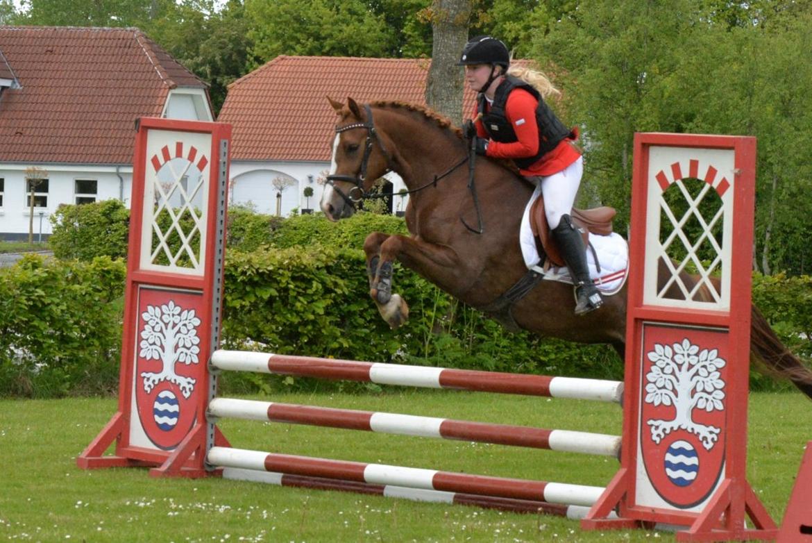 New Forest Beatrice billede 14