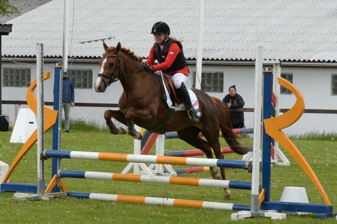 New Forest Beatrice billede 17