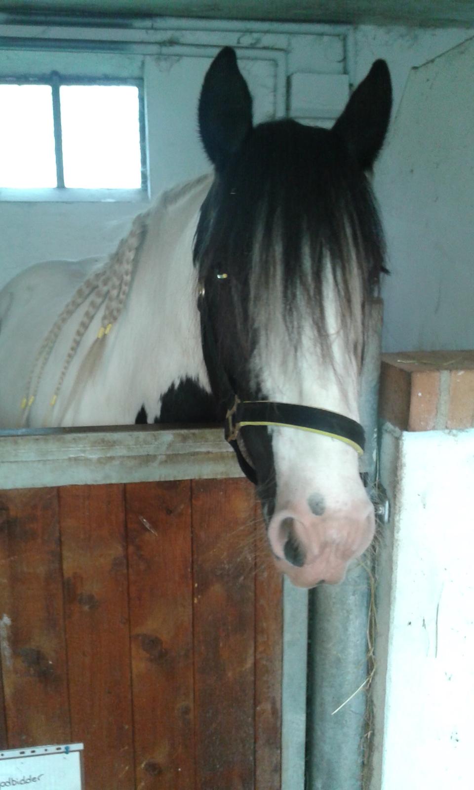 Irish Cob Bitta <3  billede 15