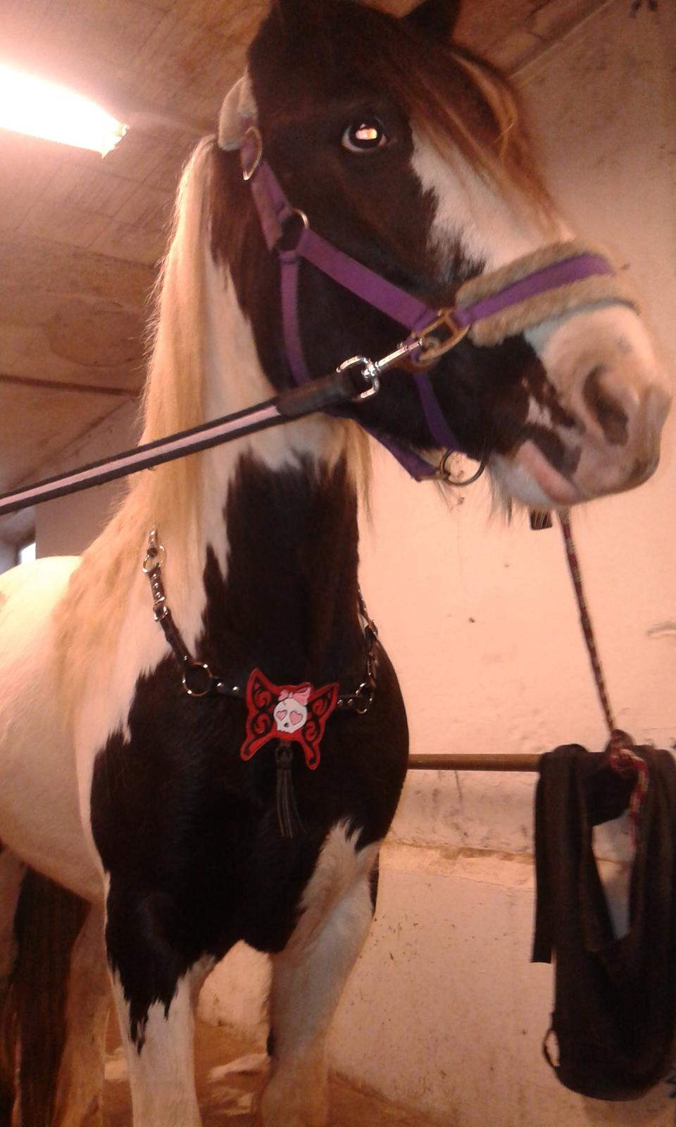 Irish Cob Bitta <3  billede 16