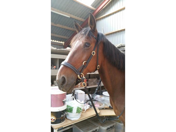 {{currentPhoto.altText}} billede {{currentPhoto.number}}