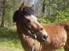 Gotlandsruss Pegasus Pan