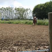 Islænder Stebbi fra Kastanjely