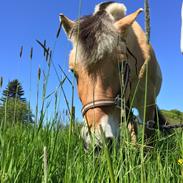 Fjordhest Bob