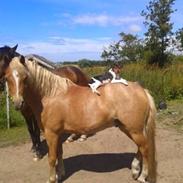 Welsh Pony (sec B) Barnhoeve's Bernie Boy