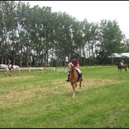 Welsh Pony (sec B) Barnhoeve's Bernie Boy