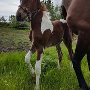 Anden særlig race zarra' s ? 