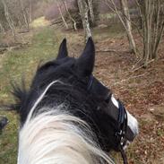 Irish Cob Snow Queen fra Godrumgaard  solgt