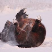 Shetlænder Sofus