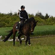 Welsh Cob (sec D) Ayla