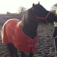 Anden særlig race Prins Valentin