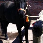 Anden særlig race Prins Valentin