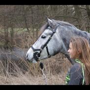 Welsh Partbred (Sec F) Solhøj's Phoenix