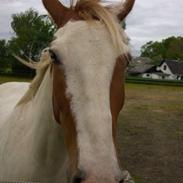 Anden særlig race Pinto (tidligere hest)