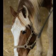 Anden særlig race Pinto (tidligere hest)