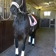 Barockpferd Zafir af Kashede