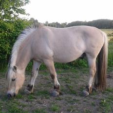 Fjordhest Østerskov's Dundee
