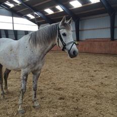 Arabisk fuldblod (OX) Jerome milano  *tidl. Part*