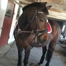 Dansk Varmblod Lantessa R.I.P