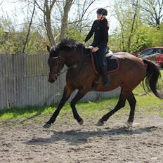 Dansk Varmblod Lantessa R.I.P