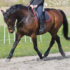 Dansk Varmblod Lantessa R.I.P