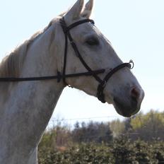 Anden særlig race Skonhøjs Belou