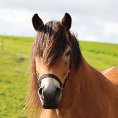 Nordsvensk Skovhest Helmi