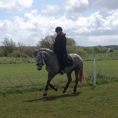 New Forest Maribell's Briony