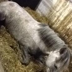 New Forest Maribell's Briony