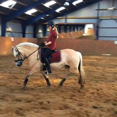 Fjordhest Ditte Fuglsang 