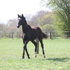 Dansk Varmblod Grangårdens avenus (SOLGT)