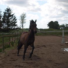 Dansk Varmblod Capriati M.