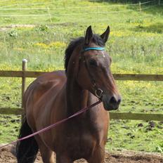 Dansk Varmblod Capriati M.