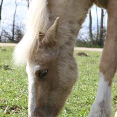 Welsh Mountain (sec A) Prinsesse Speedy