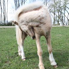 Welsh Mountain (sec A) Prinsesse Speedy