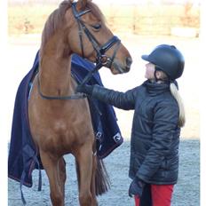 New Forest /DSP HOPPESGÅRD SEBASTAN (Solgt)