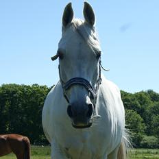 Anden særlig race Just My Luck (Lucky)