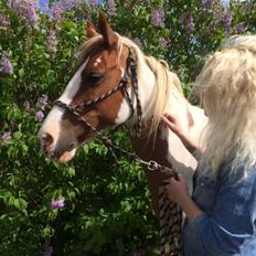 Pinto Araber Shakira (tidligere hest)