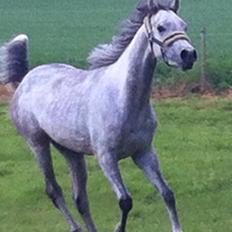 Arabisk fuldblod (OX) Lamann ox ( solgt )