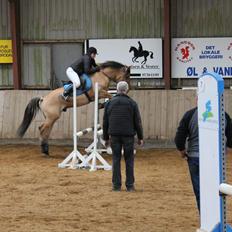 Anden særlig race Manko