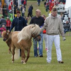 Shetlænder Møllebakkens Albert
